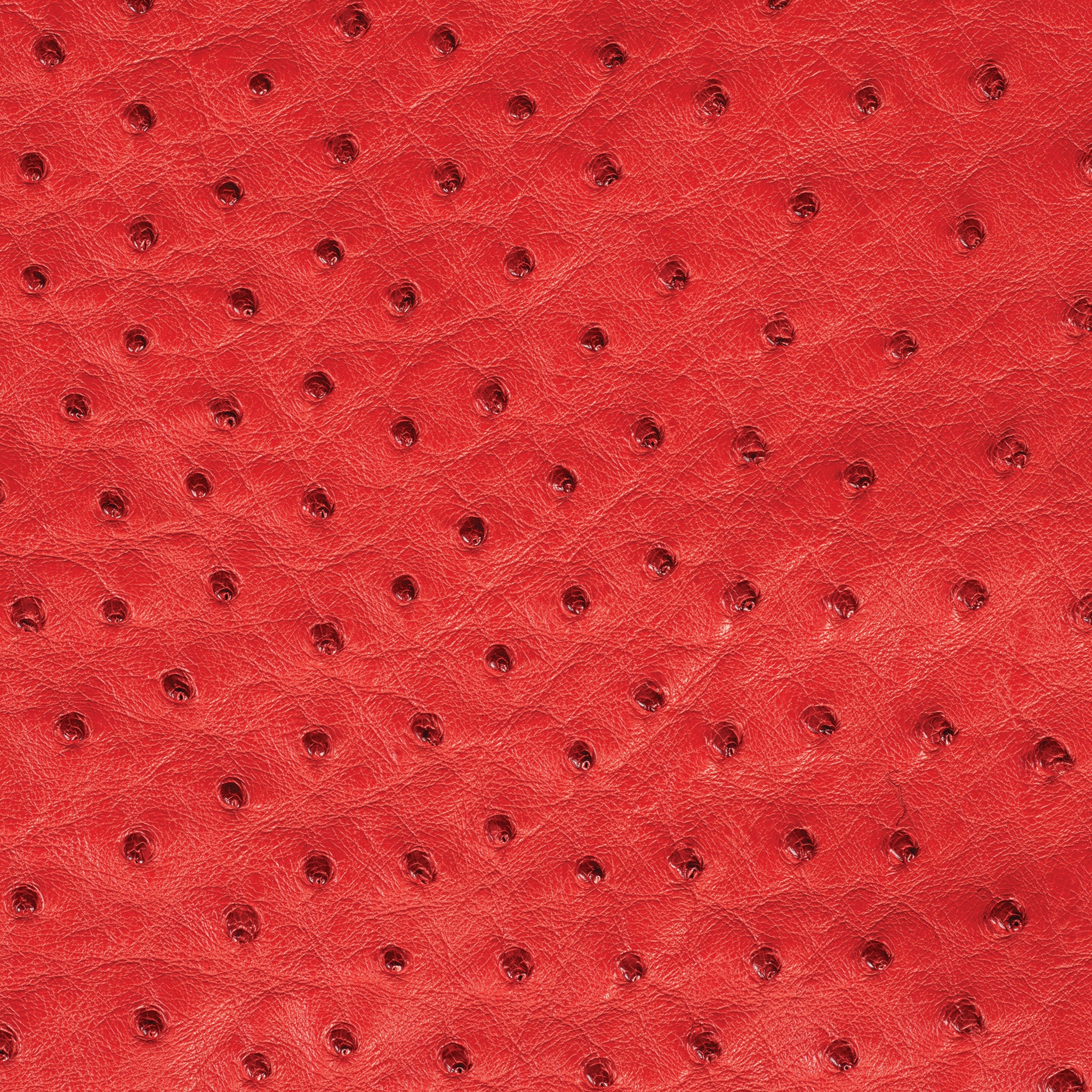 Ostrich Leather - Image 11
