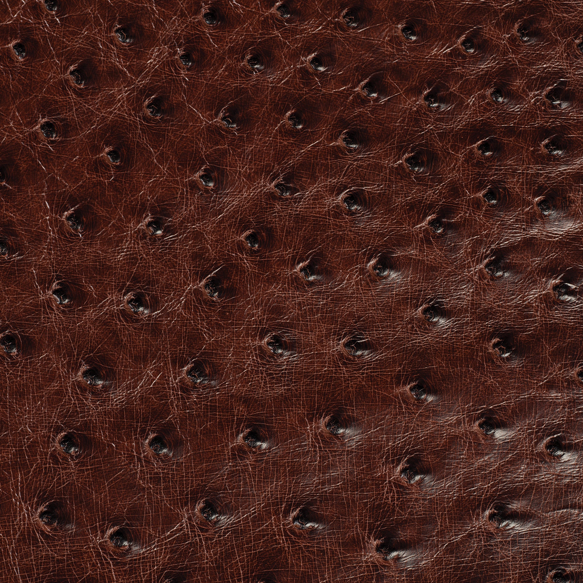 Ostrich Leather - Image 15