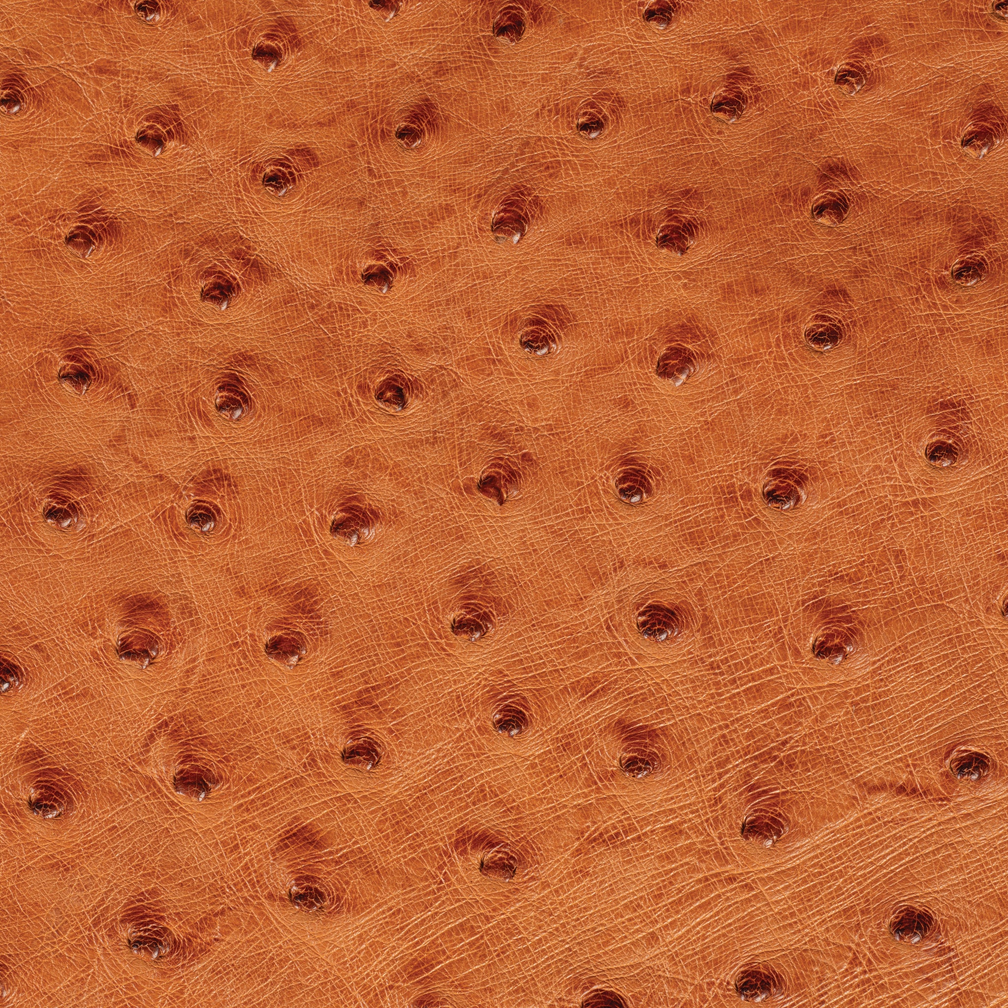 Ostrich Leather - Image 3